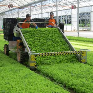 Spinat-Harvester / junge Triebe / Kräuter / mit Eigenantrieb