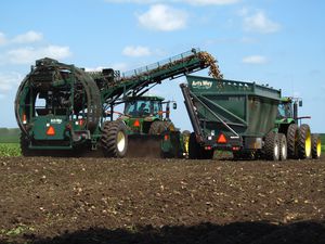 Harvester für Zuckerrüben / geschleppt