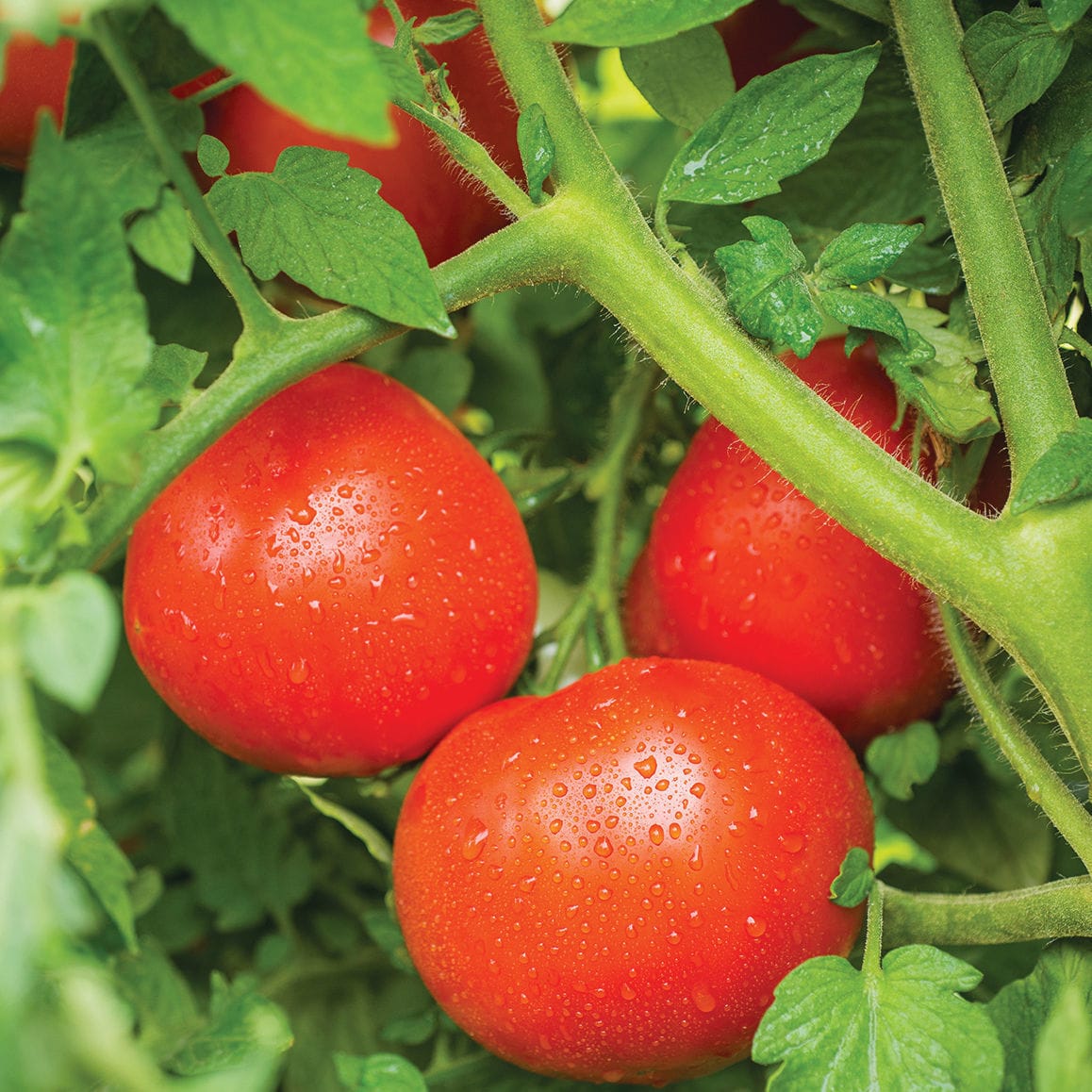 Semilla de tomate roja TASTI LEE F1 Bejo Zaden B V redonda híbrida