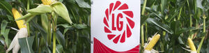 LG SEEDS Semillas e insumos agrícolas AgriExpo