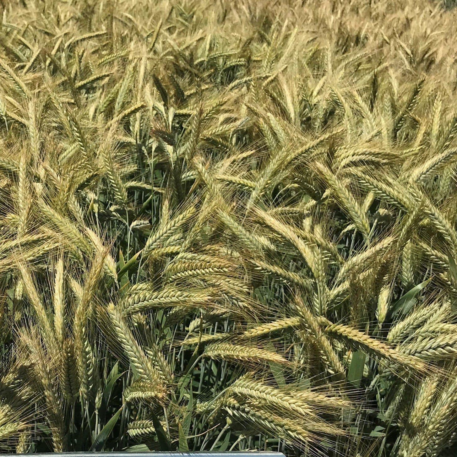 Semence De Triticale Hiver Kasyno Senova Pr Coce R Sistante