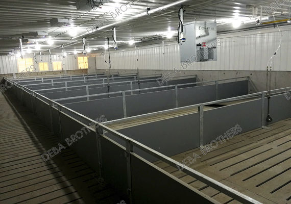 Cage de gestation plancher latté Weaning Stall 4 Qingdao Deba