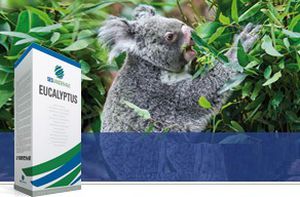 Semence de betterave sucrière EUCALYPTUS SesVanderHave résistante