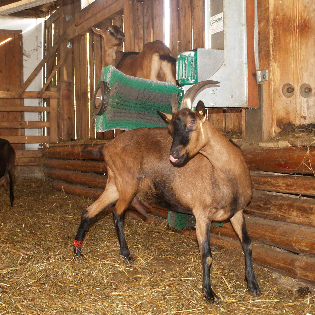 livestock comfort brush stationary goat horizontal schurr