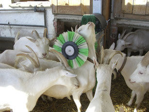 livestock comfort brush stationary goat horizontal schurr