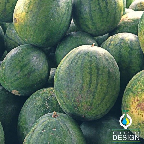 Annual Watermelon Seed Peacock WR 60 Seeds By Design Hybrid Green