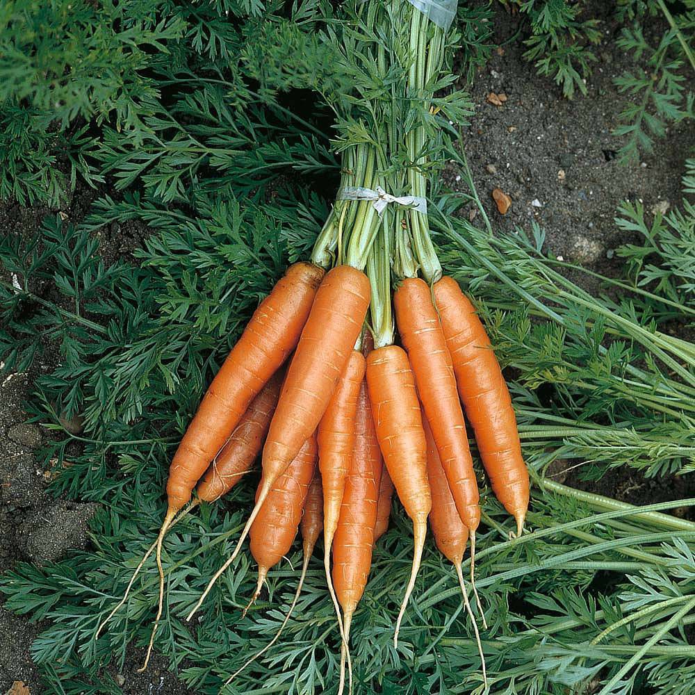 Early Carrot Seed Nantes 2 Thompson Morgan Winter