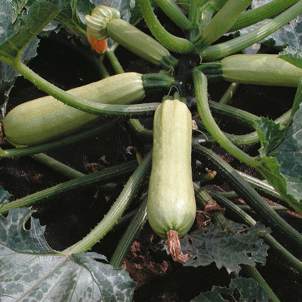 Early Zucchini Seed Cavili Thompson Morgan Hybrid