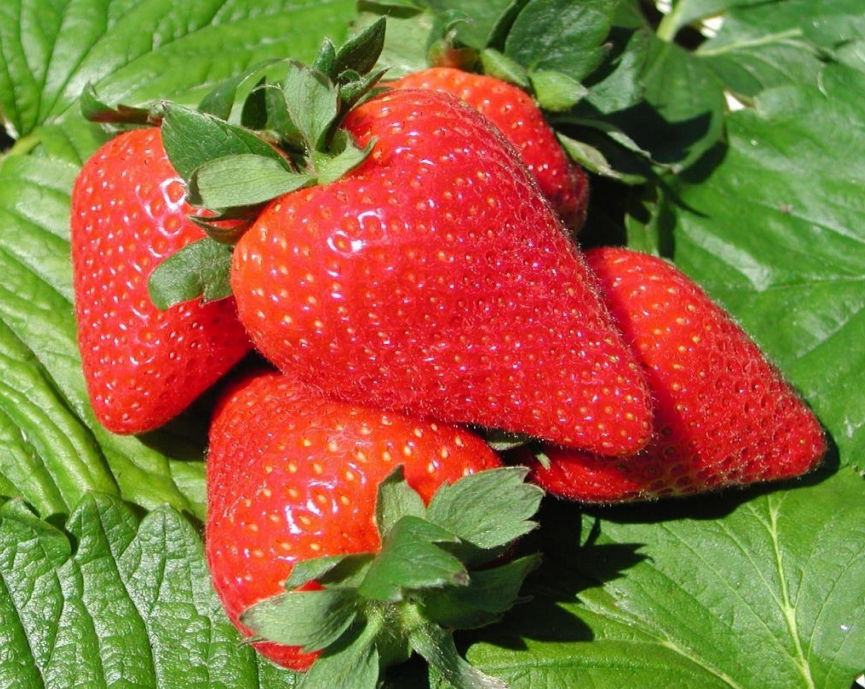 Medium Early Strawberry Seed Antea Pbr Civ Consorzio Italiano