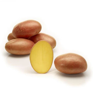 medium early potato seeds / edible / long / common scab resistant