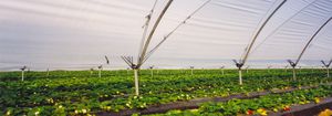 greenhouse film / EVA / UV-resistant / thermal