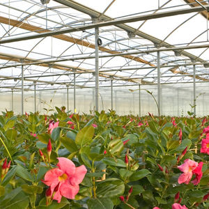 greenhouse film / EVA / UV-resistant / thermal