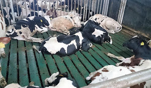 cow breeding floor panel