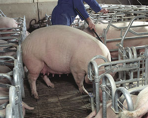farrowing stall with drinker