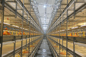chicken rearing cage / broiler / with manure removal system / indoor