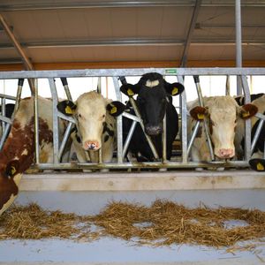 cows headlock / self-locking
