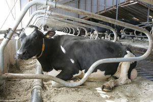 cow cubicle