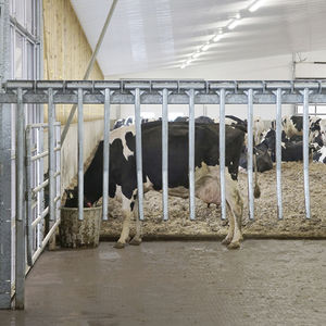 livestock gate / stable / for cows / metal