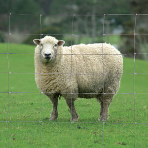 knotted wire fence / galvanized