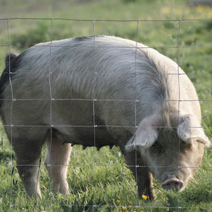 knotted wire fence / galvanized