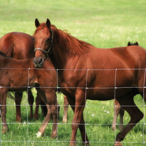 knotted wire fence / galvanized