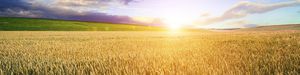 winter wheat seed / powdery mildew resistant / rust resistants / septoria resistant