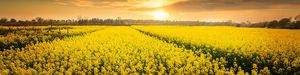 early rape seeds / spring / hybrid