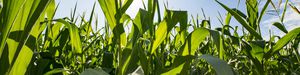 late corn seeds / spring / silage / grain
