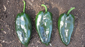 early pepper seeds / bacterial spot resistant / hybrid / green
