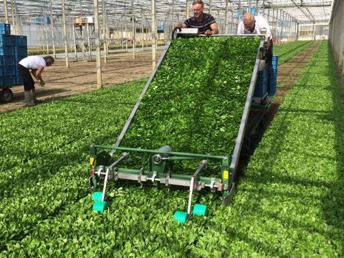 Spinach Harvester Machine Koppert Machines Lamb S Lettuce Lettuce