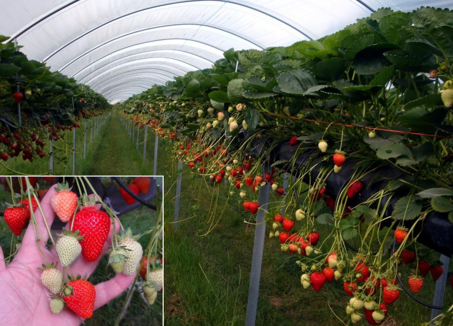 Semi Di Fragola Molto Precoce Linosa Pbr Civ Consorzio Italiano