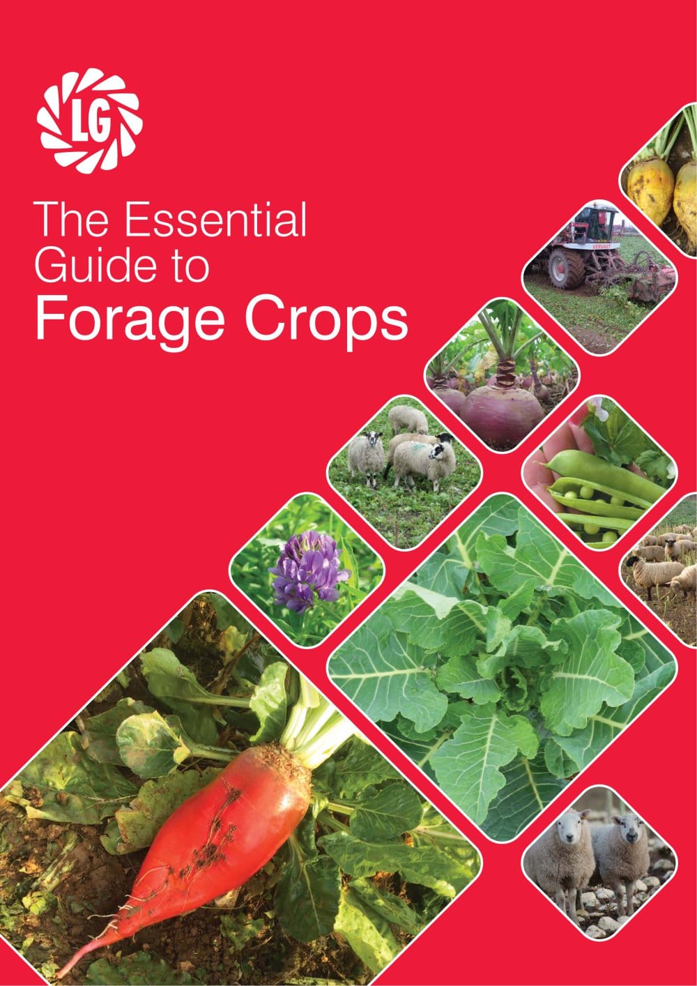 forage crops essential lg seeds pdf catalogs technical forage crops