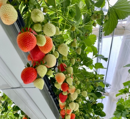 HYDROPONIC SYSTEMS INTERNATIONAL Photo 4