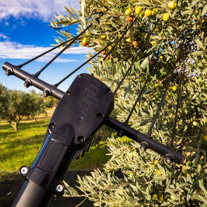 Elektrischer Olivenrüttler 12V 400W - Teleskop Bis 3m Mit 12m Kabel Für Garten