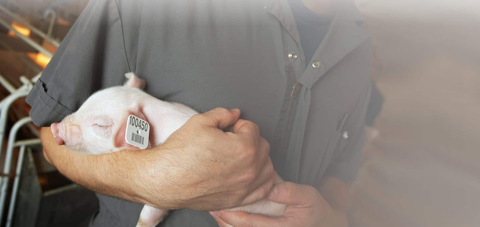 Taidda Ohrmarken-Set 100 Stück – Gelbe Viehmarken Für Schaf, Ziege, Schwein, Rind, Langlebiges TPU Mit Nummer
