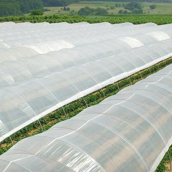 42+ Folien Für Gewächshaus, In diesem artikel werden wir