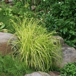 StaudeGrünpflanze Carex elata 'Aurea' AG 3 Inc für Garten