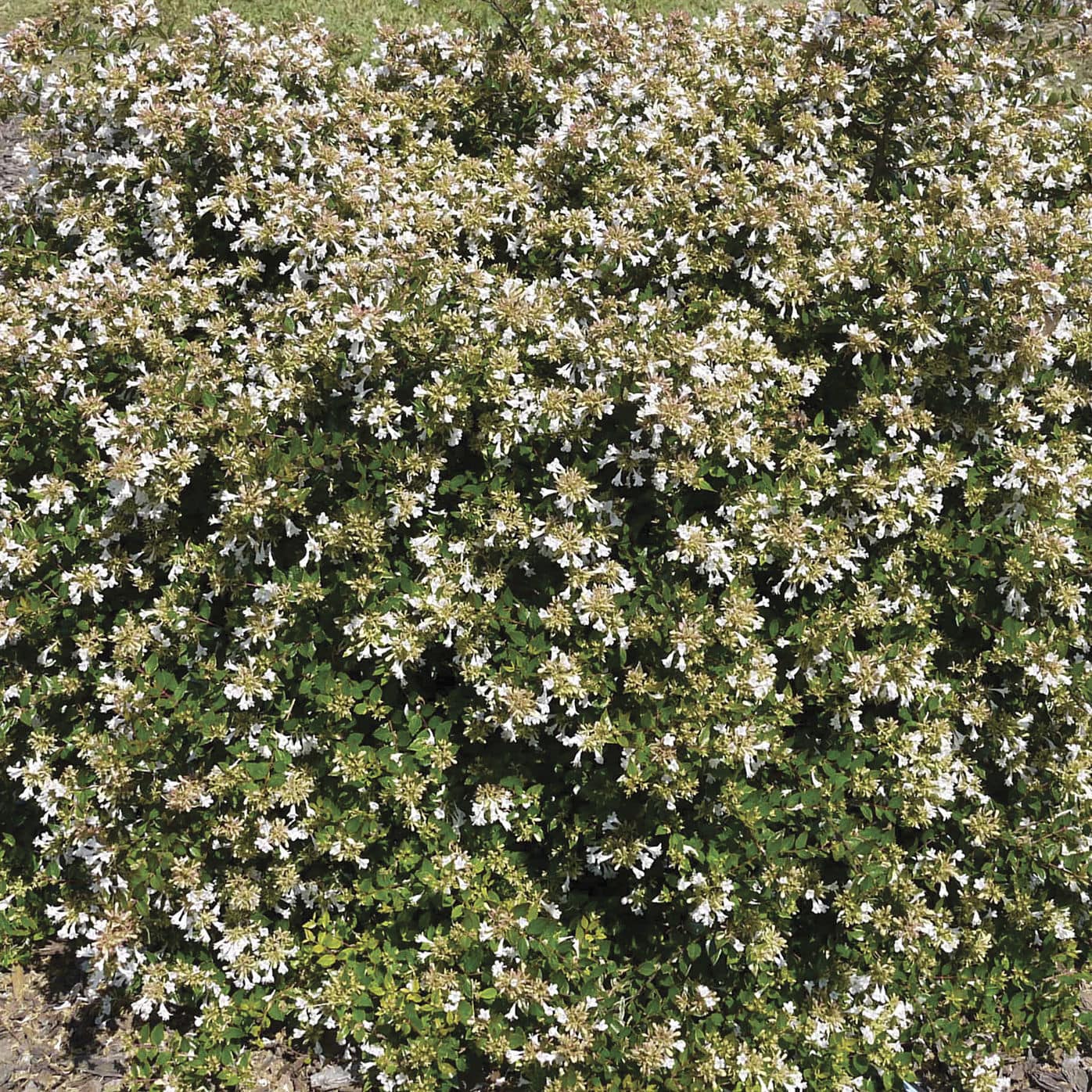 Blühender Strauch / Massiv Apple Perfection™ Abelia Star® Roses and