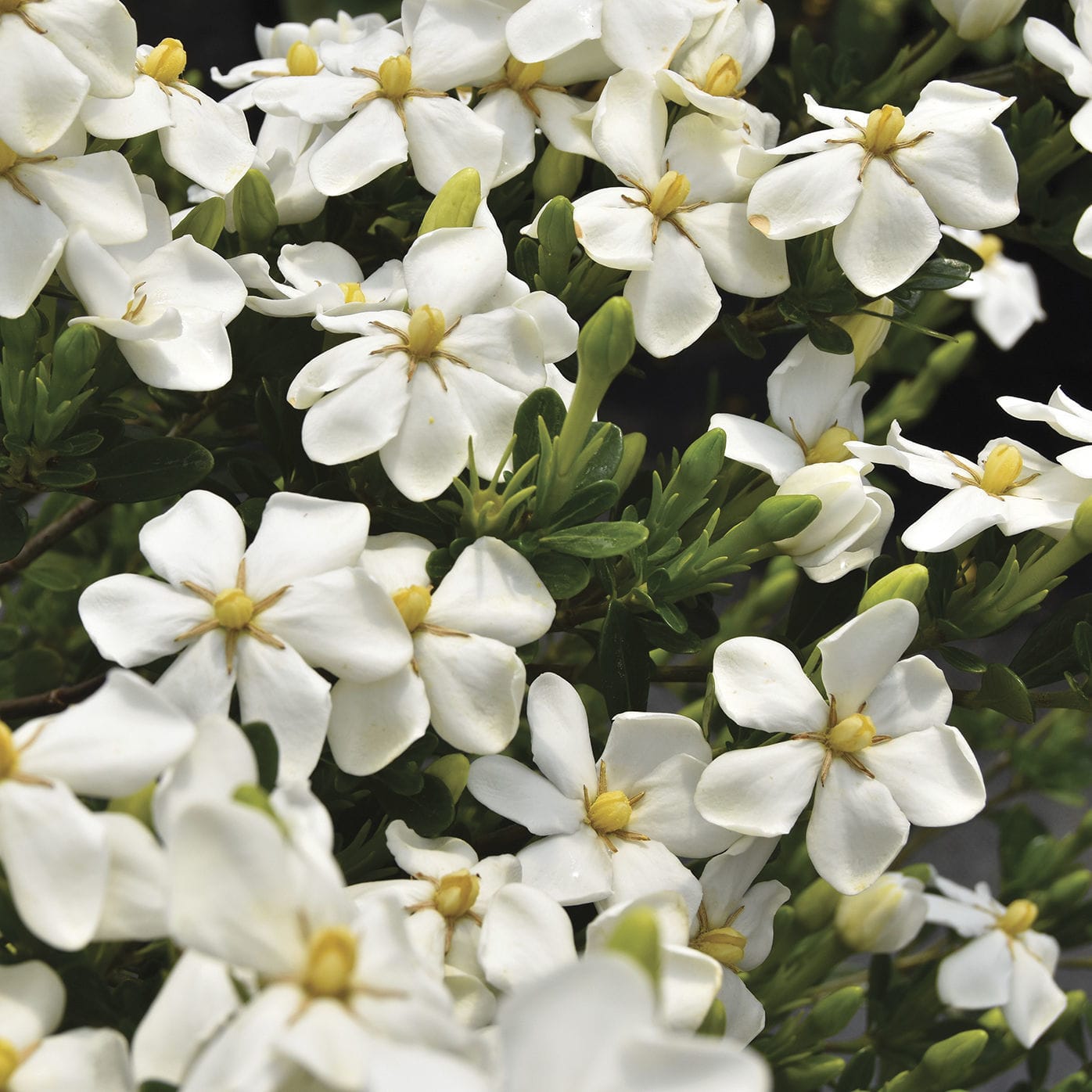 Blühender Strauch / Massiv Snow Girl™ Gardenia Star® Roses and