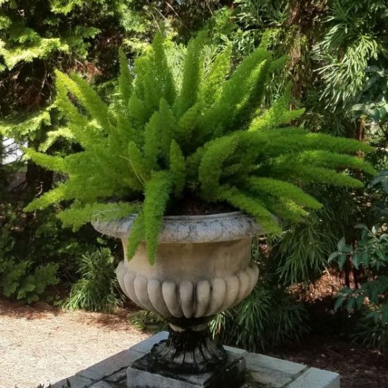 Staude-Grnpflanze - Foxtail Fern - NatureHills - fr Pflanzgef / fr  Garten / Hirschfest
