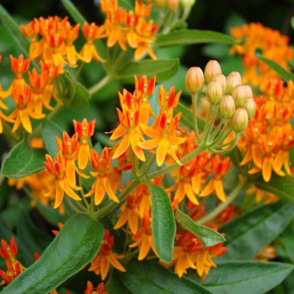 StaudeBlumenpflanzling BLYWED NatureHills gelb / orange / für Garten