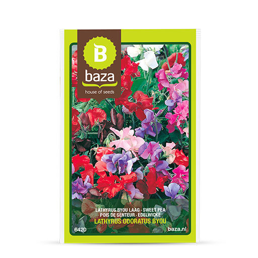 Blumensaat / einjährige Pflanze 6420 BAZA Seeds Holland b.v
