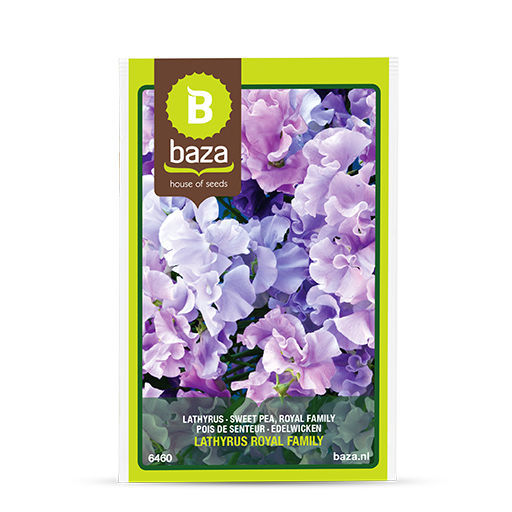 Blumensaat / einjährige Pflanze 6460 BAZA Seeds Holland b.v