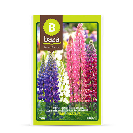 Blumensaat / einjährige Pflanze 6540 BAZA Seeds Holland b.v