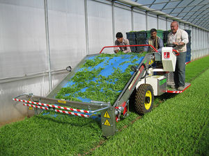 Gemüseerntemaschine