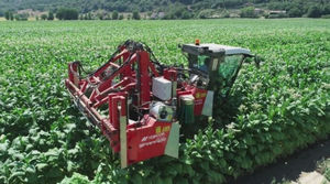 Tabakschneidemaschine 1