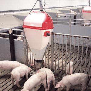 Futtertrog für Schweine