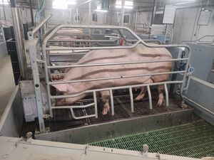 Wurfkäfig für Schweine