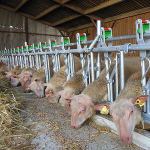 Fressgitter für Schafe