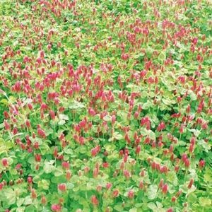 Vegetationsdecke aus Klee